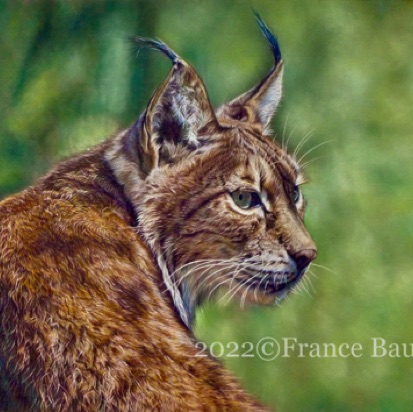 Dappled Lynx - 68 hours
brown Pastelmat Board
13.5 x 19.5"
Ref: Anne Noël